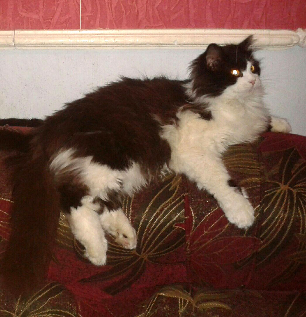 В Херсоне в районе "Салюта" потерялся кот Барсик