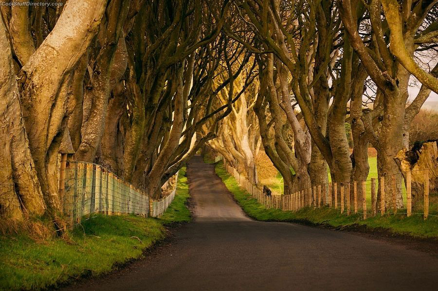 Аллея Dark Hedges (Северная Ирландия)