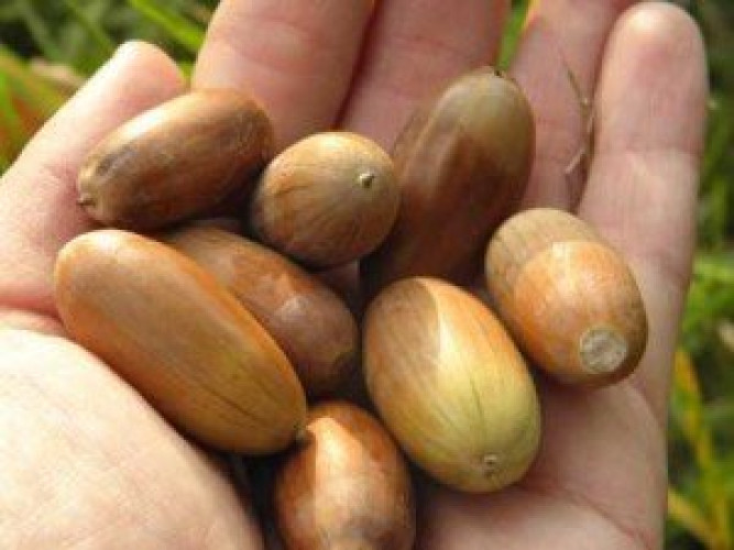 ли людям есть желуди. ли людям есть желуди. промышленный сбор желудей. ли людям есть желуди. люди едят желуди.