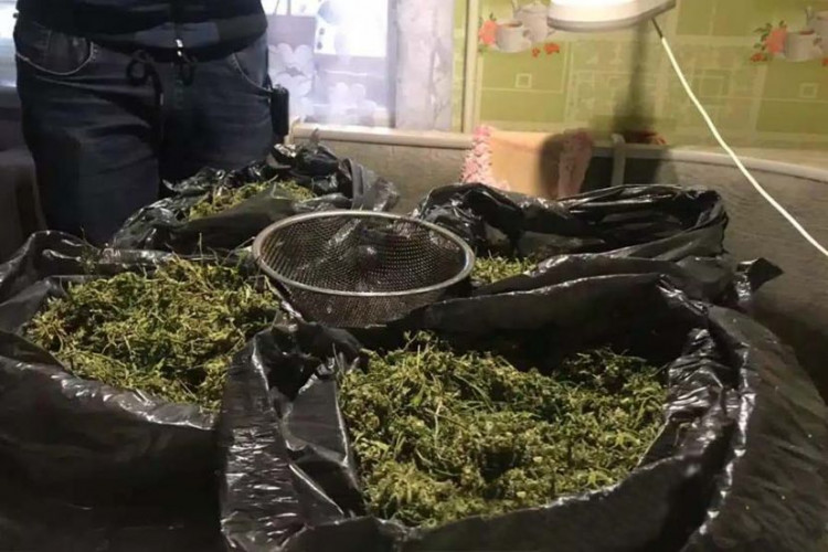10 кг марихуаны леруа мерлен казань каталог садовых цветов