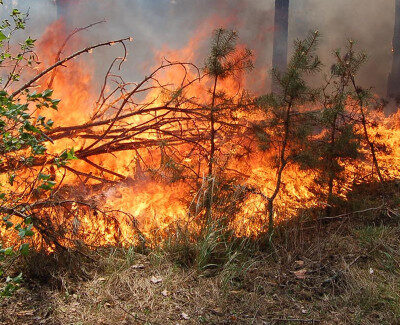 Через обстріли загарбників у Херсонській області горять ліси та поля
