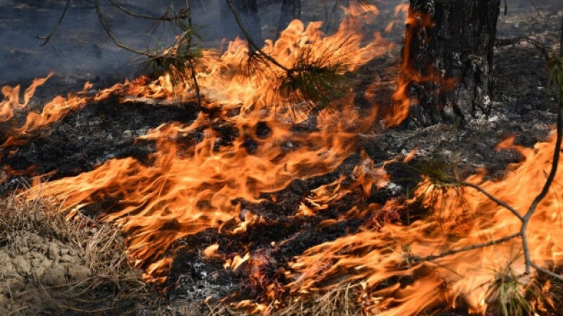 Через російські обстріли спалахнули 100 гектарів лісу на Херсонщині