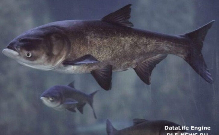 Обстріли рф спричиняють масову загибель риб у Херсонській області — Держрибагентство
