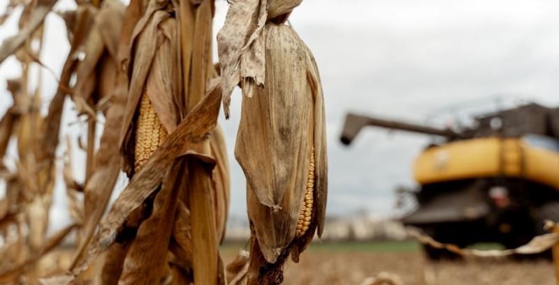 Маючи землю без договорів оренди ви ризикуєте, що хтось збиратиме вашу кукурудзу