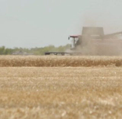 Попри обіцяний високий врожай пшениці окупанти оголосили режим НС