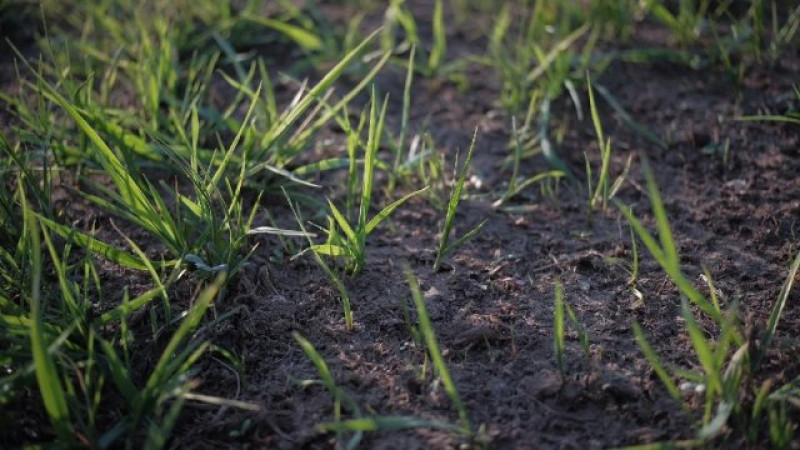 На окупованій Херсонщині через засуху загинули понад 16 тисяч гектарів сільгоспугідь