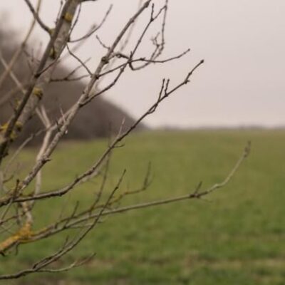 Розміновані поля перевірятимуть на придатність до сільгоспвиробництва