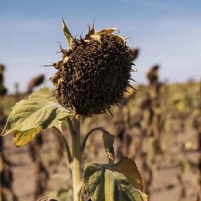 Фермерам в связи с неурожаем подсолнечника выплачена компенсация